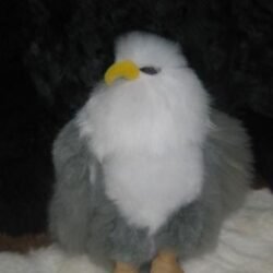 alpaca-eagle
