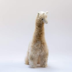 alpaca-giraffe-14